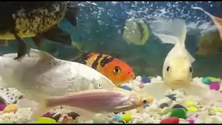 2ft koifish Community Fish Tank | #fishtank #aquarium #koicarpfish #newtank #rockinganshul #sagar