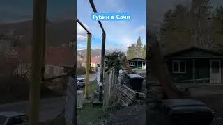 Губин в Сочи