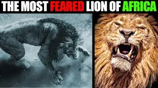 Lion - SEKEKAMA, THE STRONGEST LION OF AFRICA (COMPLETE STORY)