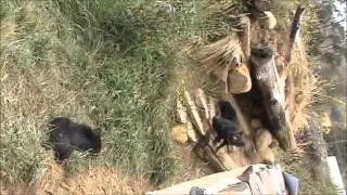 Tasmanian devil