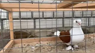 Краснодарские бойные бокатые голуби.
