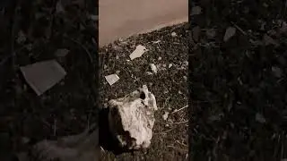 ТРАВМЫ БЕЗДОМНЫХ КОШЕК