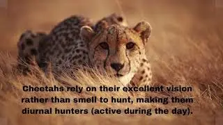 #nature  Nature animals - facts about Cheetah