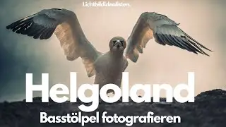 Helgoland  - deät Lun (Teil2) - Basstölpel fotografieren