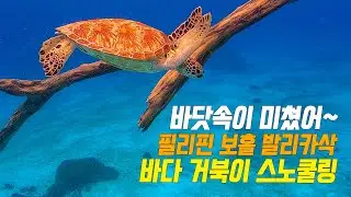 필리핀 보홀 여행, 발리카삭 거북이 스노쿨링, 초콜릿힐, 짚라인, 안경원숭이까지