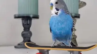 @Говорящий Попугай 🦜 Кеша 