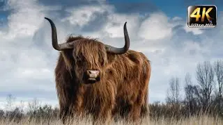 Ultimate Farm Animals Collection in 4K 60FPS ULTRA HD
