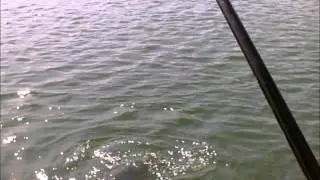 Preston Carbonactive Asaki 13ft feeder in action @ Ponty 7 kg (Carp 15 lbs)