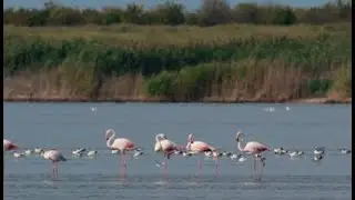 Pink Flamingos Stopped For A Rest In Crimea