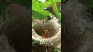 Anak burung baru lahir makan
