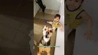 Коля, собаки, птицы, дурдом!... 😂