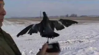Rotor coy Flapper instructional
