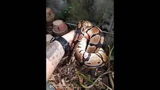 Ball phyton non venomous snake