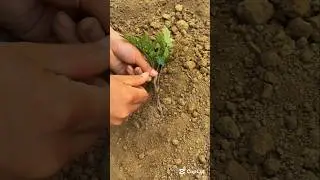 Try this tip for your tomato plant and harvest more fruits 