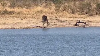 When a Giraffe Tries to Drink Water… It’s Not So Simple! Rare Sight at Kruger National Park.