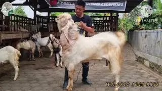 review harga etawa senduro spesial QURBAN || Update 23 mei 2024 || 