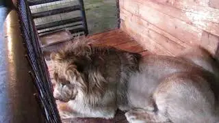 Лев Шерхан
