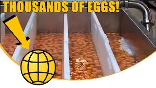 Egg Breaking Machine (With Separation) - SANOVO OptiBreaker Compact 2 - Super Whole Egg