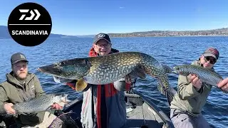 Mjøsafiske med Daiwa Scandinavia!