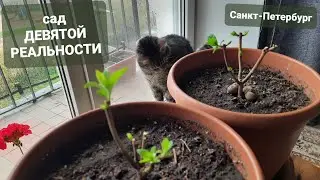 Обрезка гортензий🌿Результат через неделю🌿Сад Девятой реальности🌿