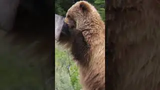 Медведь разорил гнездо 😳#bear #bears #медведь