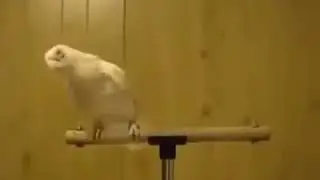 Parrot Reaction On Naat