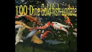 100 dine gold fish update..