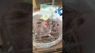beautiful rats Buyan and Runner