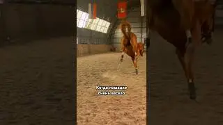Когда лошадке очень весело 🚀 #лошади #конкур #horses