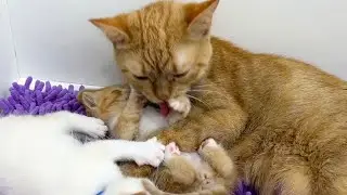 Mother cat woke up the kittens: 