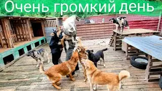 Очень громкий день и корм в приюте