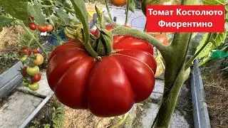 Томат Костолюто Фиорентино/Costoluto Fiorentino.