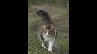 Лучшие фото кота на паспорт 🐈