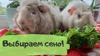 КАК ВЫБРАТЬ СЕНО ДЛЯ МОРСКОЙ СВИНКИ? Обзор сена от 4-х производителей