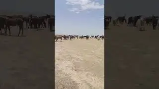 Отлар Тудаси. Otlar Galasi
