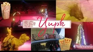Агрошкольник в цирке🎪