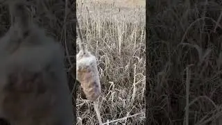 Сочные бошечки