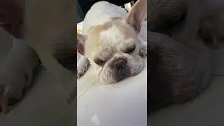 My dog after 1 year
