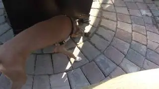 The Italian Greyhound and the frog