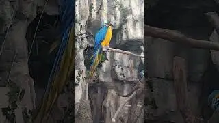 ПОПУГАЙ АРА И КРОКОДИЛ