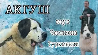 Акгуш - внук Чемпиона Акгуша / История породы / Алабай