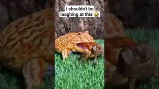 Wild Life Is So funny 🤣 #frog #wildlife #shorts #funnyanimals