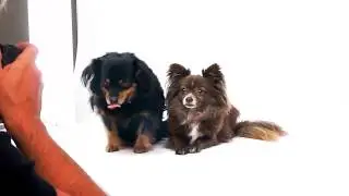 15 second MyStudio commerical #2 with logo at end - TableTopPhotography.com