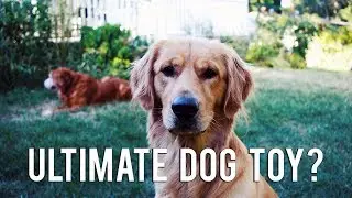 Hyper Pet dog frisbee
