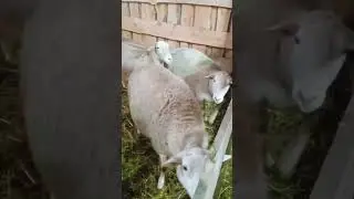Кормление суягных ( беременных) овец.