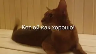 Что?Котэ ВЕРНУЛСЯ на мой канал?!Ч.О