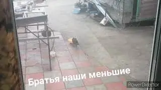 Братья наши меньшие. П. Темп🌴