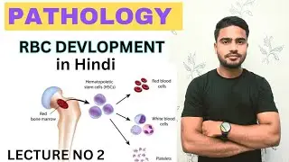 RBC development || erythroblast || normoblast || reticulocyte || rbc parameter || mcv || mch || mchc