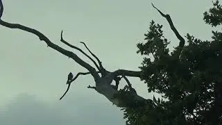 Air Rifle Hunting, All Farmyard Corvid Species In One Hunt