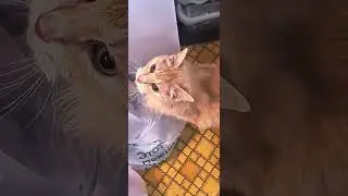 я буду ходить орать 